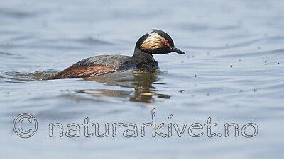 BB_20180512_6209 / Podiceps nigricollis / Svarthalsdykker