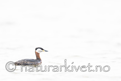BB_20180512_9880 / Podiceps grisegena / Gråstrupedykker