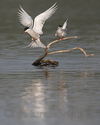 BB_20180513_0204 / Sterna hirundo / Makrellterne