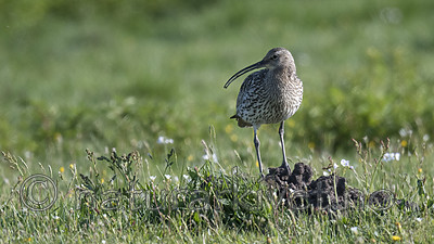 BB_20180513_0560 / Numenius arquata / Storspove