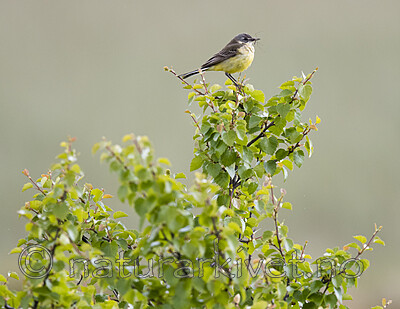 BB_20180622_0443 / Motacilla flava / Gulerle