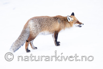 BB_20190419_0058 / Vulpes vulpes / Rødrev