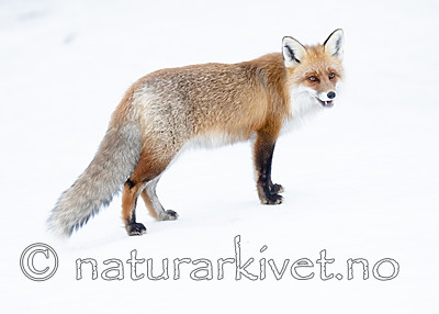 BB_20190419_0067 / Vulpes vulpes / Rødrev