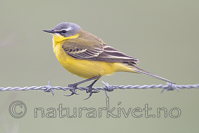 BB_20190501_0232 / Motacilla flava / Gulerle