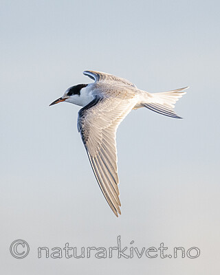 BB_20190802_0033 / Sterna hirundo / Makrellterne