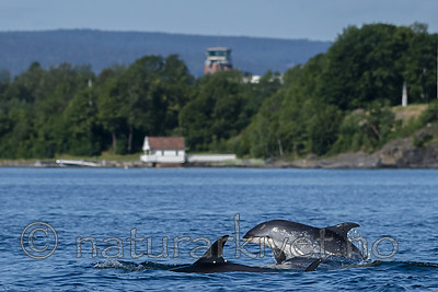 BB_20190802_0288 / Lagenorhynchus acutus / Kvitskjeving