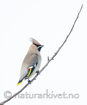 BB_20191207_0329 / Bombycilla garrulus / Sidensvans