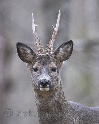 BB_20200409_0368 / Capreolus capreolus / Rådyr