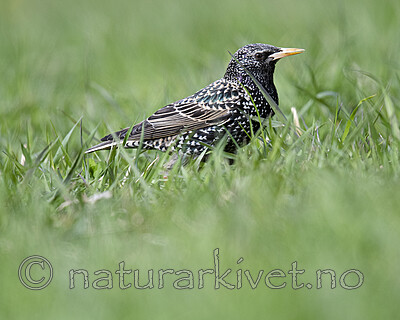 BB_20200508_0094 / Sturnus vulgaris / Stær
