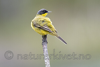 BB_20200516_3322 / Motacilla flava / Gulerle