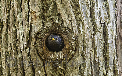 BB_20200520_0222 / Sturnus vulgaris / Stær