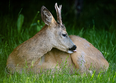 BB_20200613_0079 / Capreolus capreolus / Rådyr
