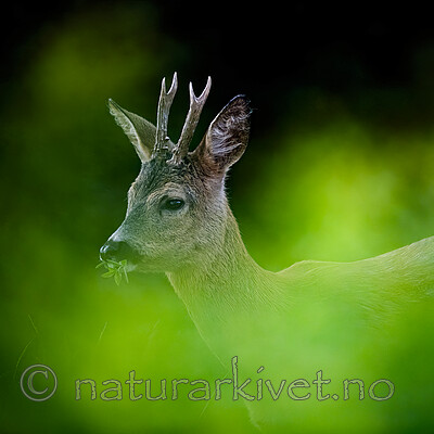 BB_20200613_0226- / Capreolus capreolus / Rådyr