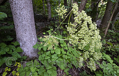BB_20200809_0106 / Laserpitium latifolium / Hvitrot