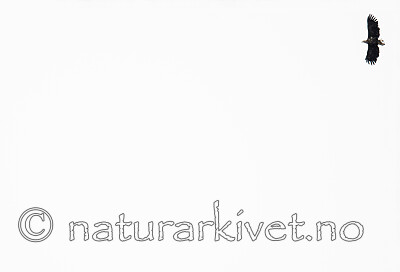 BB_20200930_0194-Edit / Haliaeetus albicilla / Havørn