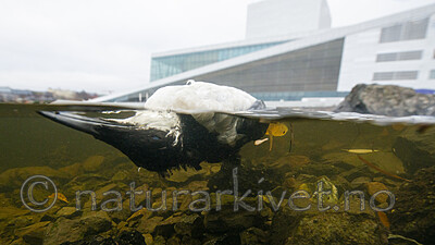 BB_20201107_0027 / Uria aalge / Lomvi