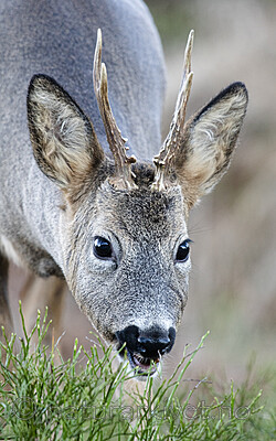 BB_20201126_0013 / Capreolus capreolus / Rådyr