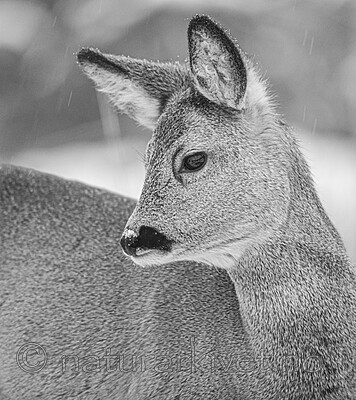 BB_20210118_0008 / Capreolus capreolus / Rådyr