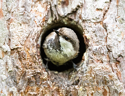 BB_20210622_0794-2 / Poecile cinctus / Lappmeis