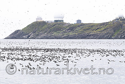 BB_20210626_0223 / Uria aalge / Lomvi