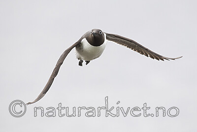 BB_20210626_0438 / Uria aalge / Lomvi