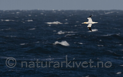 BB_20211016_0034 / Morus bassanus / Havsule