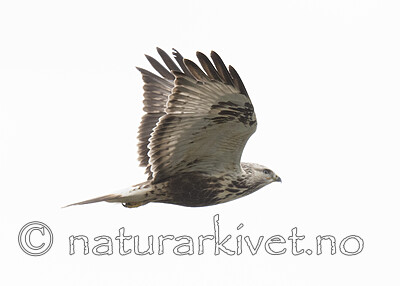 BB_20211017_0473 / Buteo lagopus / Fjellvåk