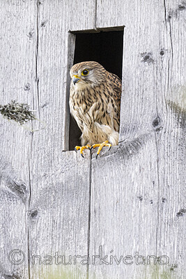 BB_20220605_0053 / Falco tinnunculus / Tårnfalk