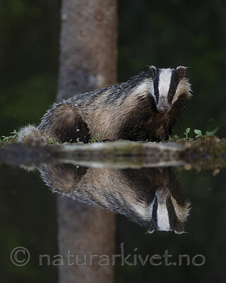 BB_20220630_0019-SharpenAI-Focus / Meles meles / Grevling