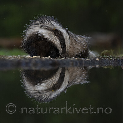 BB_20220630_0058 / Meles meles / Grevling