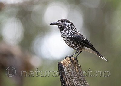 BB_20220730_0152 / Nucifraga caryocatactes / Nøttekråke