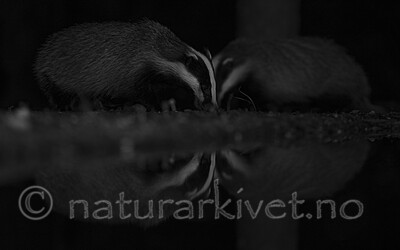 BB_20220730_0298 / Meles meles / Grevling