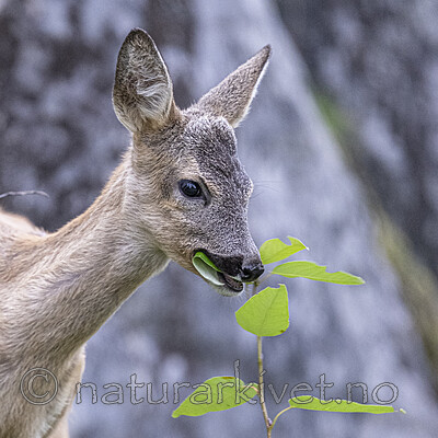 BB_20230903_0103 / Capreolus capreolus / Rådyr