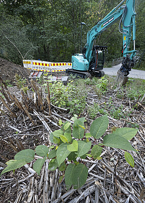 BB_20250819_0018 / Reynoutria japonica / Parkslirekne