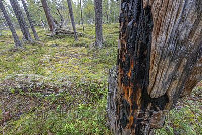 BB_20250901_0022 / Pinus sylvestris / Furu