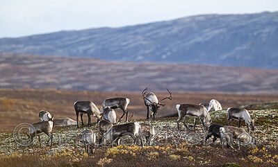 BB_20251001_0110 / Rangifer tarandus / Rein