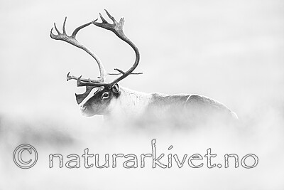 BB_20251003_0017-2 / Rangifer tarandus / Rein