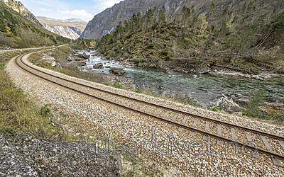 BB_20251005_0159 / Pinus sylvestris / Furu