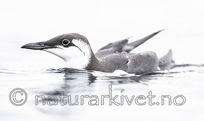 BB_20251023_0238 / Uria aalge / Lomvi