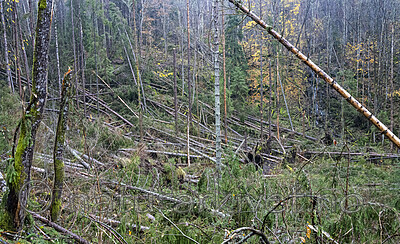 BB_20251101_0005 / Picea abies / Gran