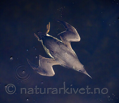 BB_20251107_0109 / Uria aalge / Lomvi