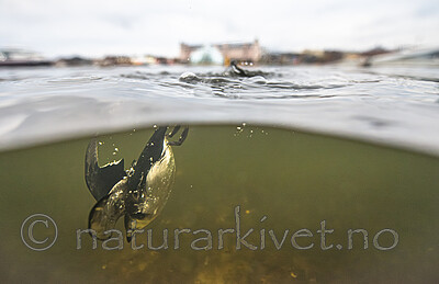 BB_20251107_0266 / Alle alle / Alkekonge