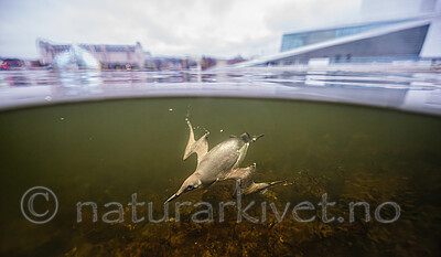 BB_20251107_0275- / Uria aalge / Lomvi