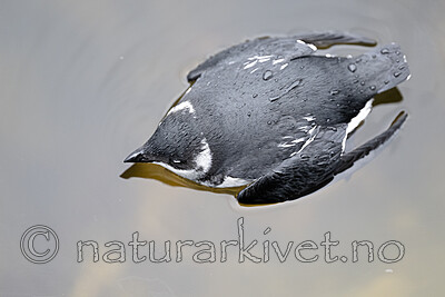 BB_20251107_0301 / Alle alle / Alkekonge