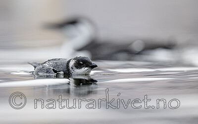 BB_20251107_0323 / Alle alle / Alkekonge