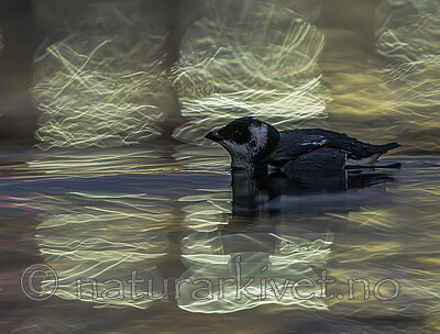 BB_20251107_0529 / Alle alle / Alkekonge