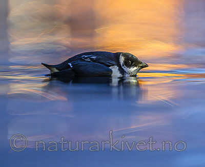 BB_20251107_0574 / Alle alle / Alkekonge