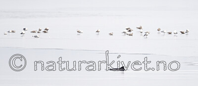 BB_20251225_0012 / Phocoena phocoena / Nise