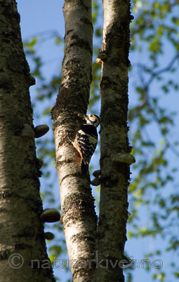 DSC_4441 / Dendrocopos leucotos / Hvitryggspett
