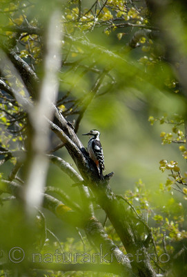 DSC_4521 / Dendrocopos leucotos / Hvitryggspett